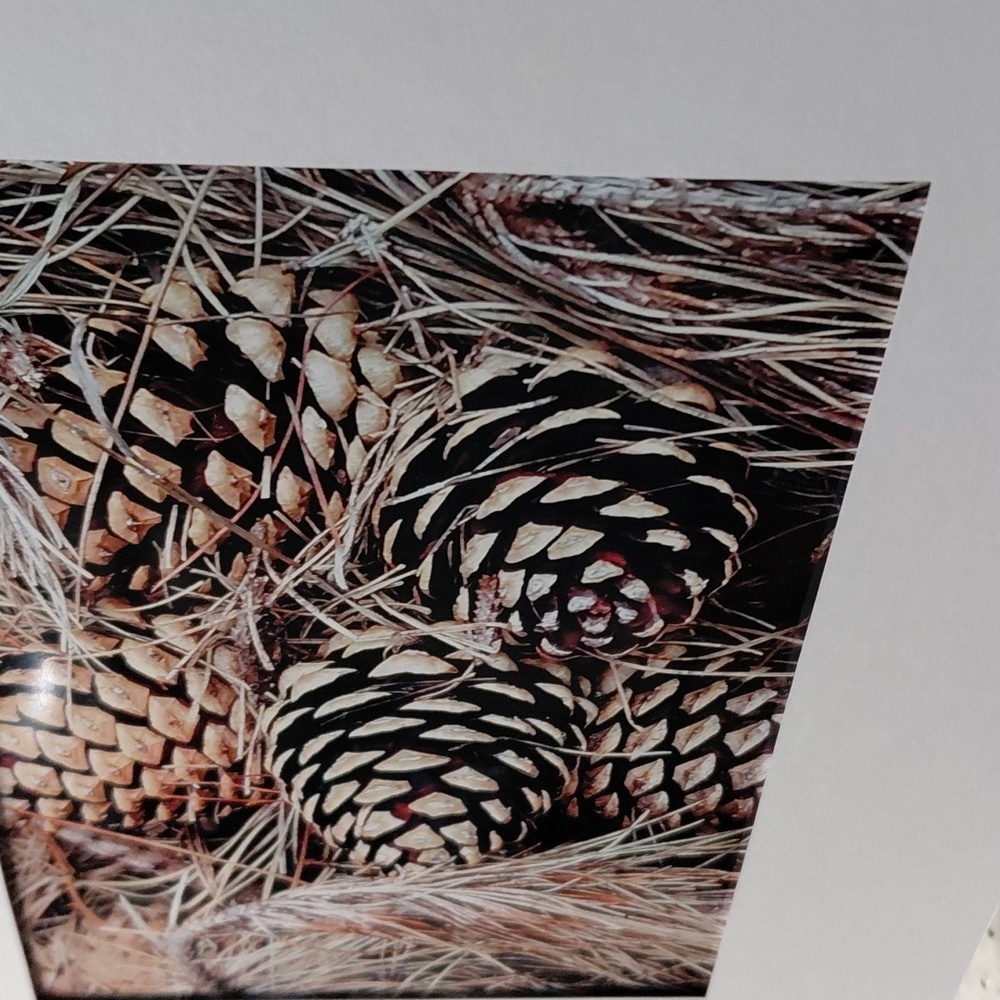 Rustic Pine Cone Art Photo By Jack E. Stiddard 5x7/8x10 Mat - Picture 4 of 6